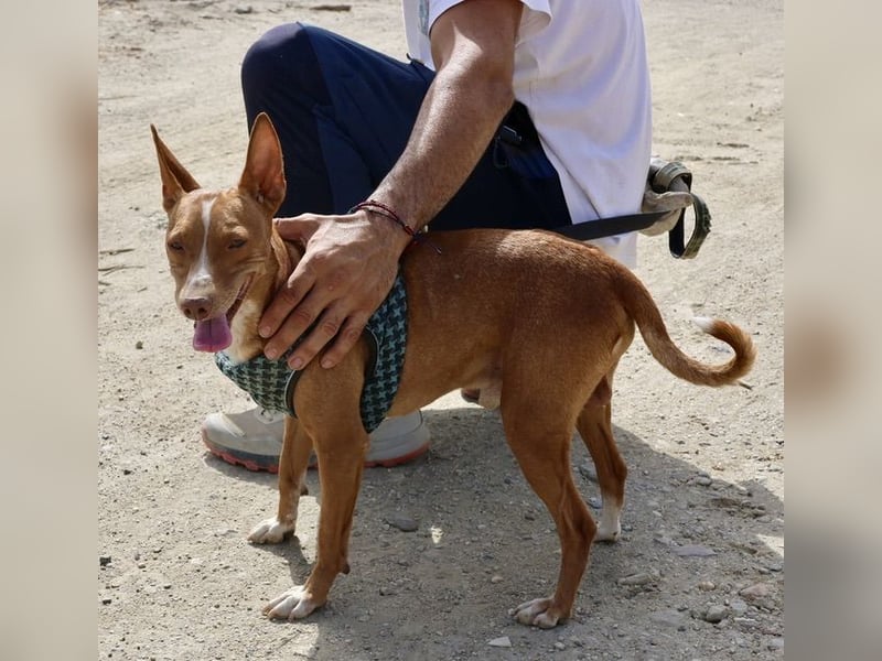 Willie - lässt sich gerne anfassen, freundlich und leinenführig