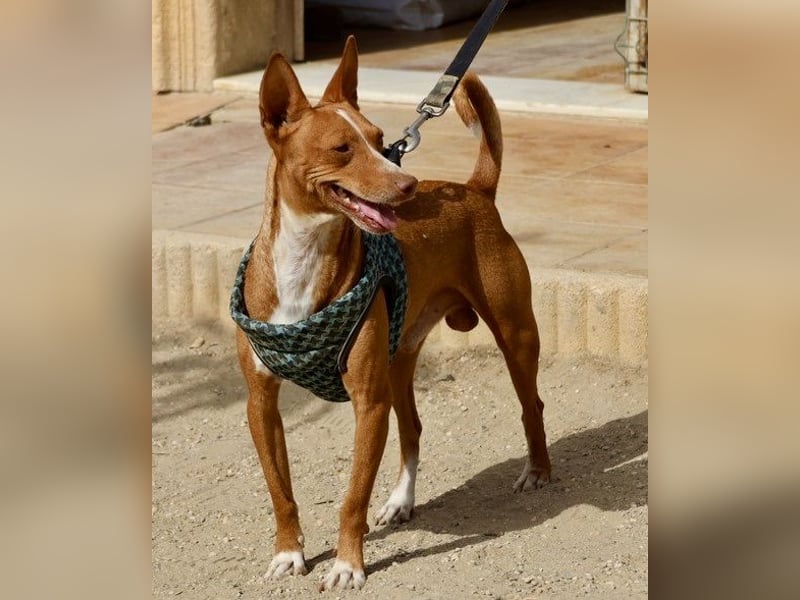 Willie - lässt sich gerne anfassen, freundlich und leinenführig