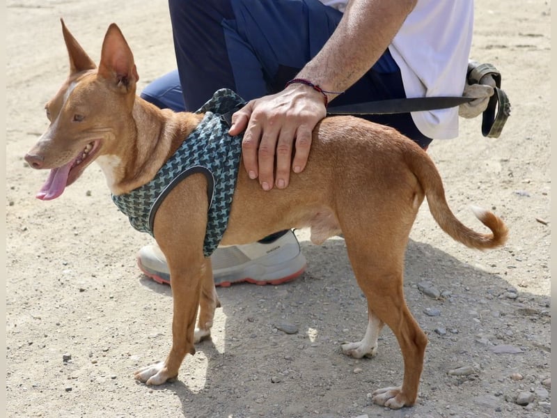 Willie - lässt sich gerne anfassen, freundlich und leinenführig