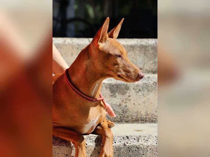 Florinda, freundlich, verspielt, neugierig, bereits in Deutschland
