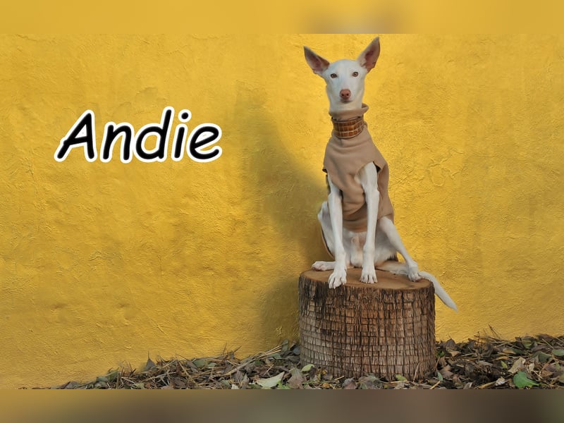 Wird Andie endlich gesehen?