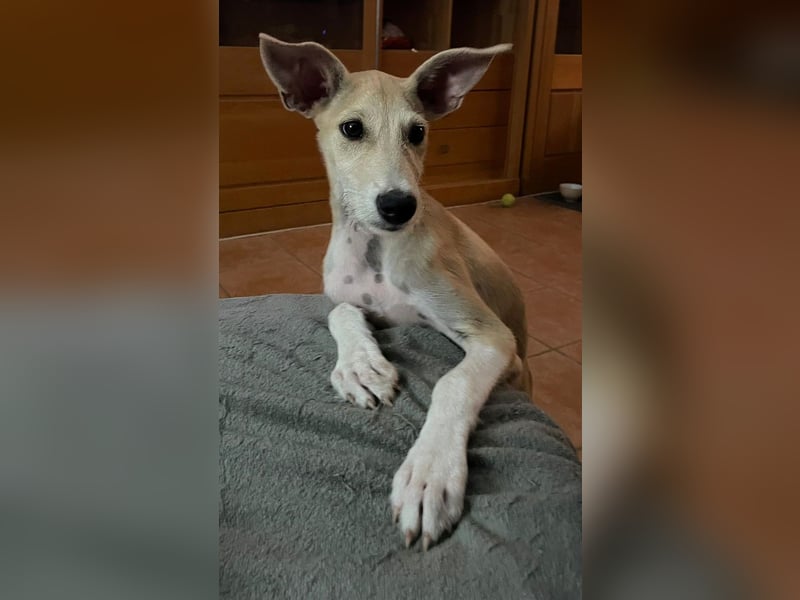 Ronya wünscht sich ein Für-Immer-Zuhause