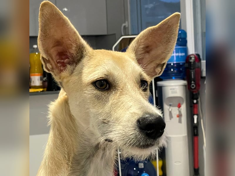 Ronya wünscht sich ein Für-Immer-Zuhause