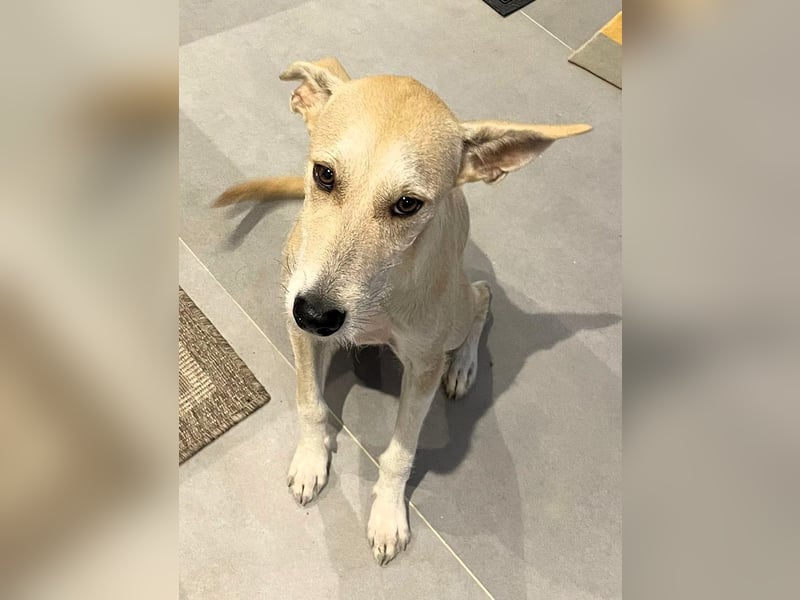 Ronya wünscht sich ein Für-Immer-Zuhause