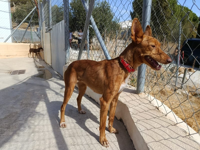 Kaja(CO) kleine Dame - großer Traumhund