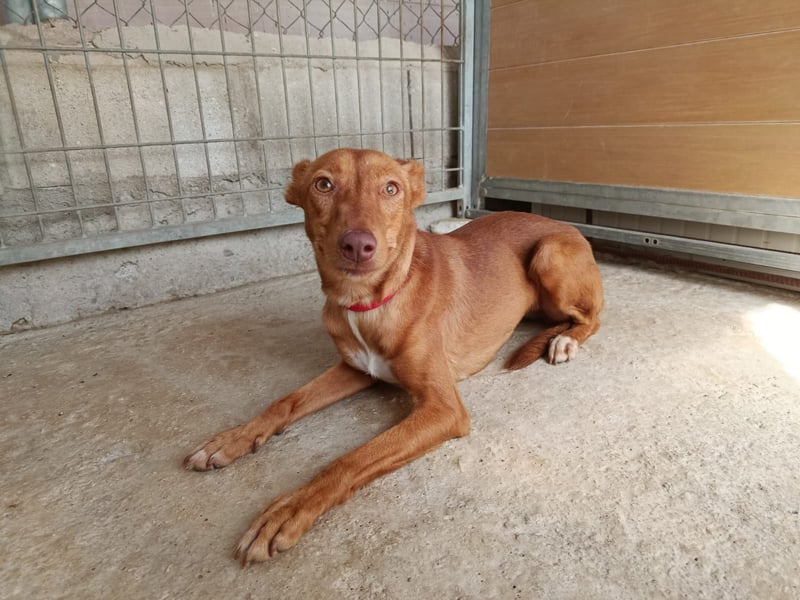 Kaja(CO) kleine Dame - großer Traumhund