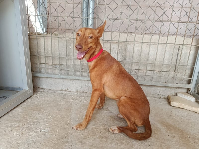 Kaja(CO) kleine Dame - großer Traumhund