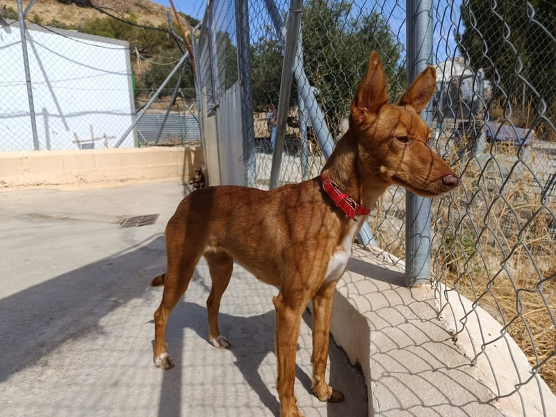 Kaja(CO) kleine Dame - großer Traumhund
