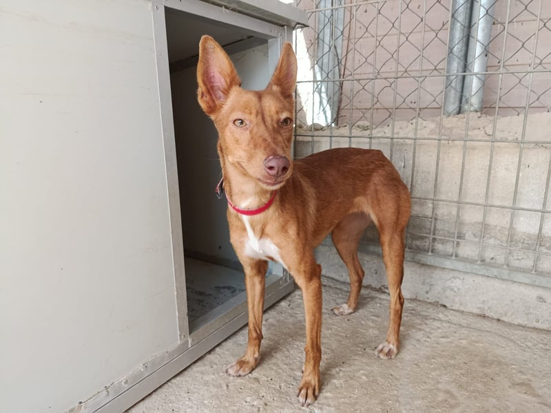 Kaja(CO) kleine Dame - großer Traumhund