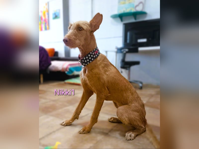 Nikki1 geb. 03/2022 (ESP) - liebe und zarte Podenca!