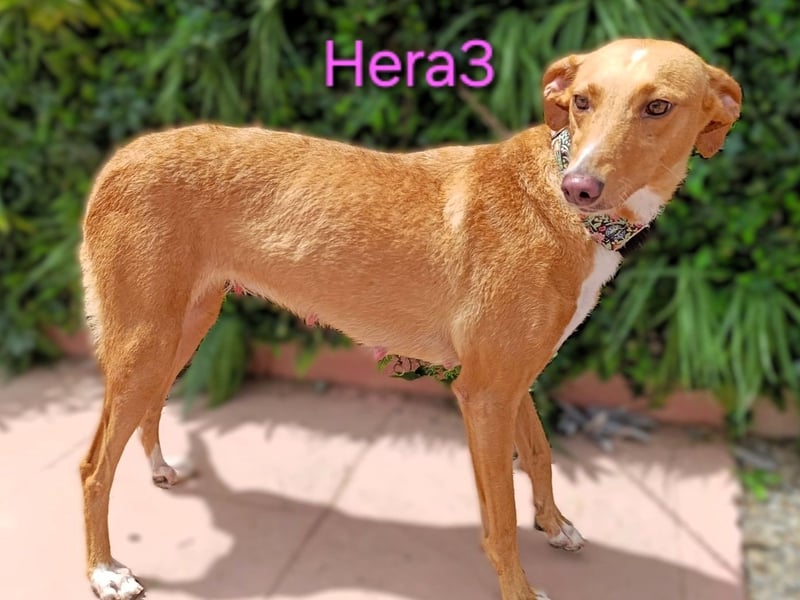 Hera3 geb. 02/2023 (ESP) - fröhliche, entspannte und dankbare Podenca! Hera3 geb. 02/2023 (ESP) - fröhliche, entspannte und dankbare Podenca!