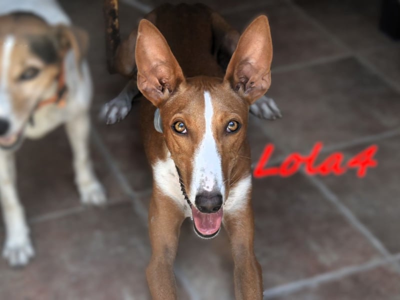 Lola4 geb. 08/2024 (ESP) - verspielte und kluge Podenco Canario Hündin!