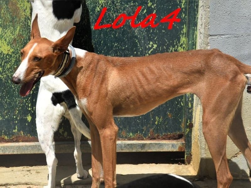 Lola4 geb. 08/2024 (ESP) - verspielte und kluge Podenco Canario Hündin!