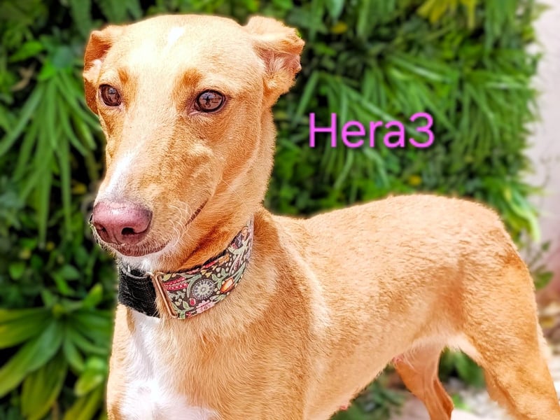 Hera3 geb. 02/2023 (ESP) - fröhliche, entspannte und dankbare Podenca! Hera3 geb. 02/2023 (ESP) - fröhliche, entspannte und dankbare Podenca!