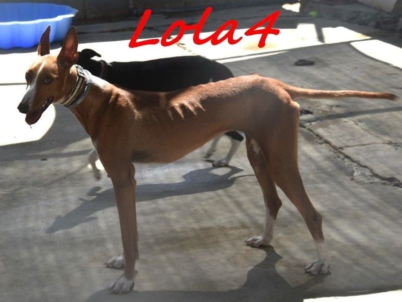 Lola4 geb. 08/2024 (ESP) - verspielte und kluge Podenco Canario Hündin!