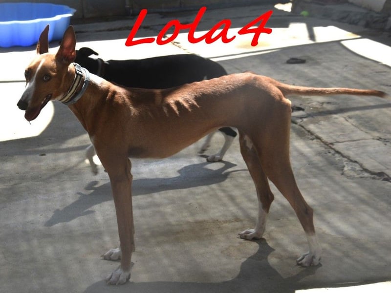 Lola4 geb. 08/2024 (ESP) - verspielte und kluge Podenco Canario Hündin!