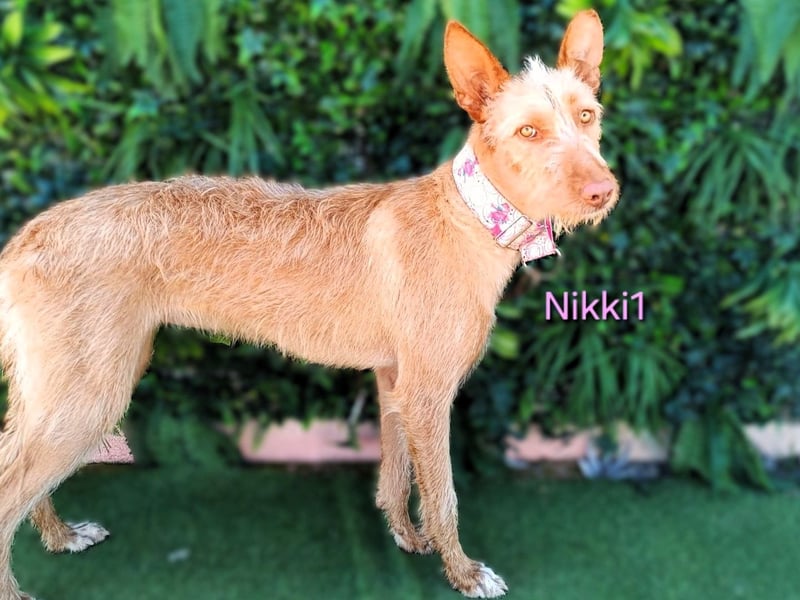 Nikki1 geb. 03/2022 (ESP) - liebe und zarte Podenca!