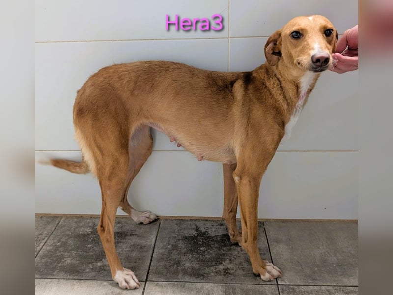 Hera3 geb. 02/2023 (ESP) - fröhliche, entspannte und dankbare Podenca! Hera3 geb. 02/2023 (ESP) - fröhliche, entspannte und dankbare Podenca!