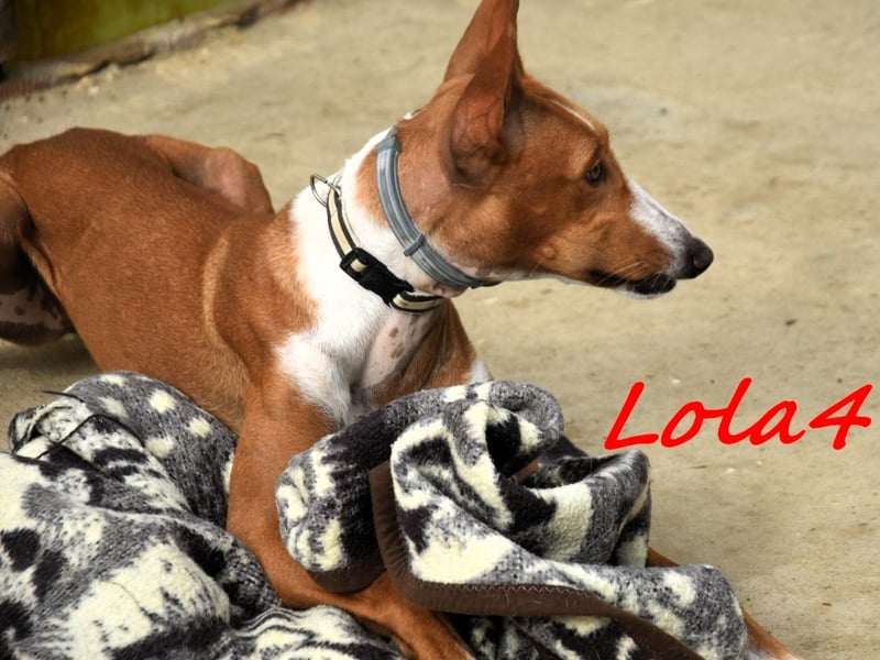 Lola4 geb. 08/2024 (ESP) - verspielte und kluge Podenco Canario Hündin!