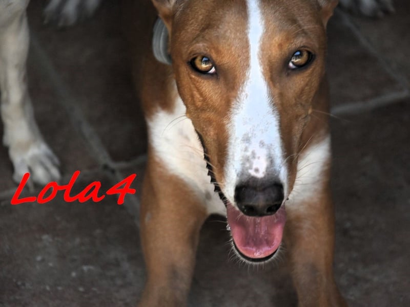 Lola4 geb. 08/2024 (ESP) - verspielte und kluge Podenco Canario Hündin!