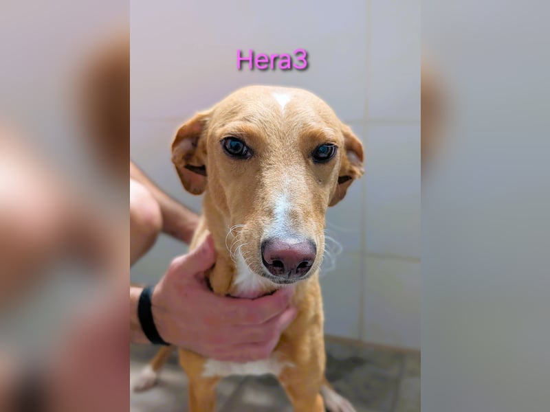 Hera3 geb. 02/2023 (ESP) - fröhliche, entspannte und dankbare Podenca! Hera3 geb. 02/2023 (ESP) - fröhliche, entspannte und dankbare Podenca!