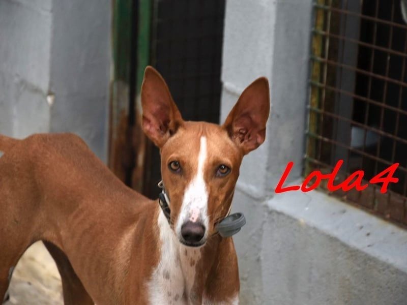 Lola4 geb. 08/2024 (ESP) - verspielte und kluge Podenco Canario Hündin!