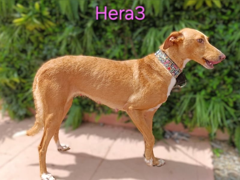 Hera3 geb. 02/2023 (ESP) - fröhliche, entspannte und dankbare Podenca! Hera3 geb. 02/2023 (ESP) - fröhliche, entspannte und dankbare Podenca!