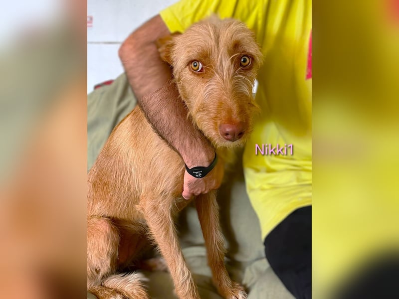 Nikki1 geb. 03/2022 (ESP) - liebe und zarte Podenca!