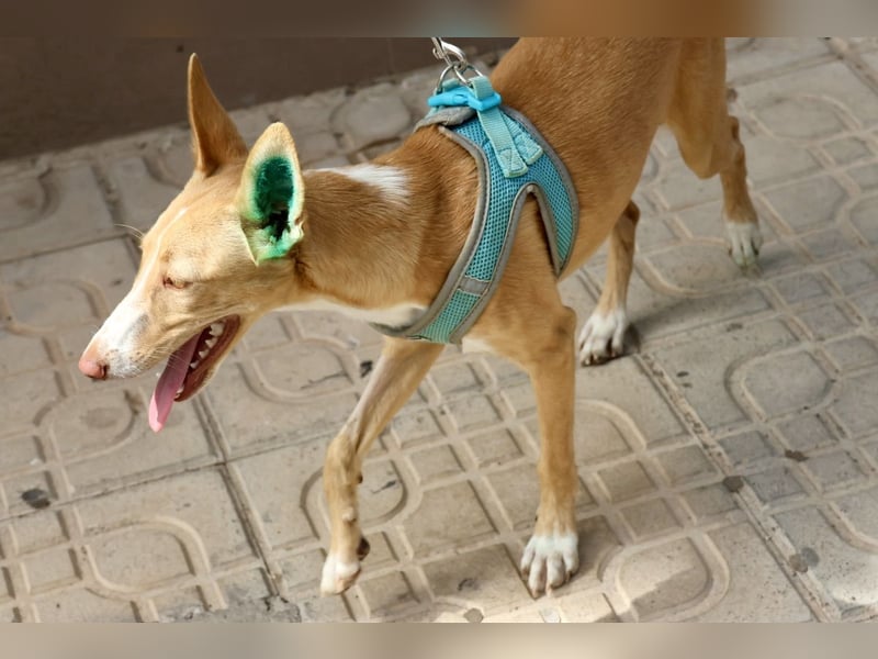 Moka - Freundlich, Zutraulich und Verträglich