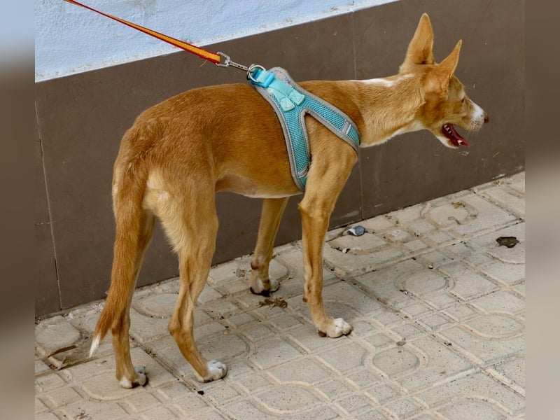 Moka - Freundlich, Zutraulich und Verträglich