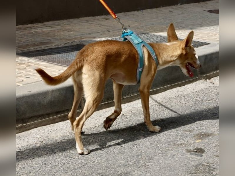 Moka - Freundlich, Zutraulich und Verträglich