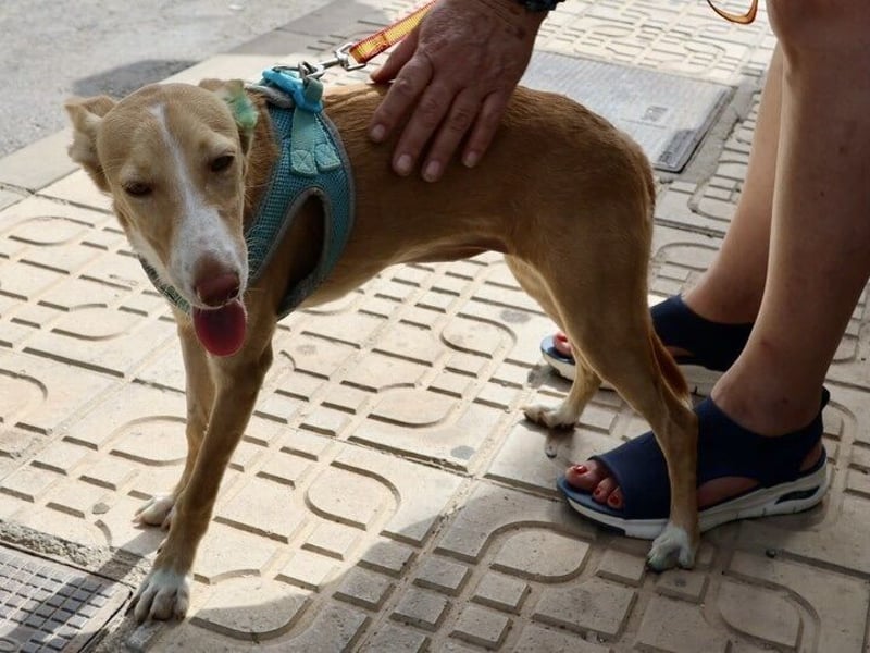 Moka - Freundlich, Zutraulich und Verträglich