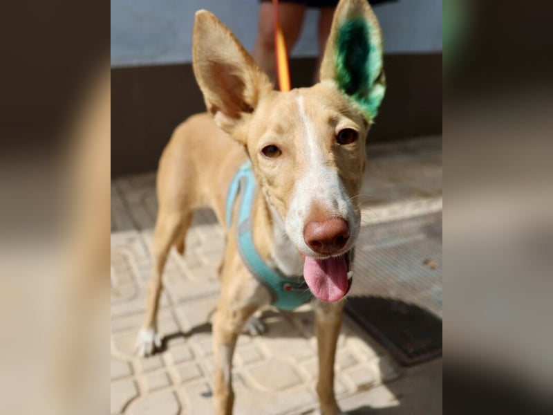 Moka - Freundlich, Zutraulich und Verträglich