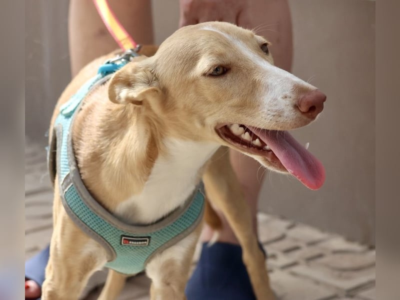 Moka - Freundlich, Zutraulich und Verträglich