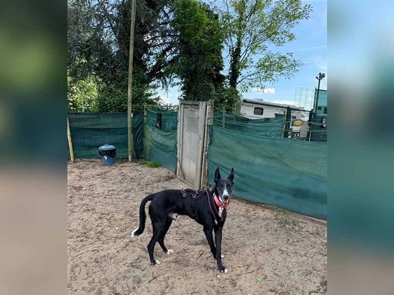 Jimbo – Traumhund wartet in 50825 Köln, ab 27.5. 79585 Steinen