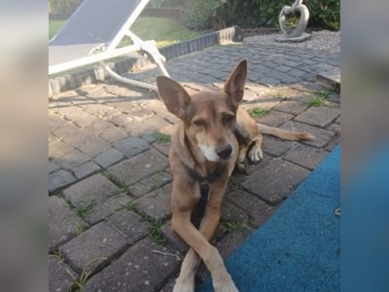 LUA-bezaubendes, treues, außergewöhnlich freundliches Mädchen, hat durch Tot seine Fam. verloren LUA-bezaubendes, treues, außergewöhnlich freundliches Mädchen, hat durch Tot seine Fam. verloren