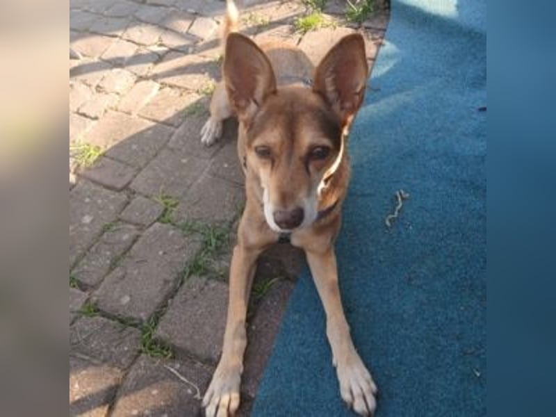 LUA-bezaubendes, treues, außergewöhnlich freundliches Mädchen, hat durch Tot seine Fam. verloren LUA-bezaubendes, treues, außergewöhnlich freundliches Mädchen, hat durch Tot seine Fam. verloren