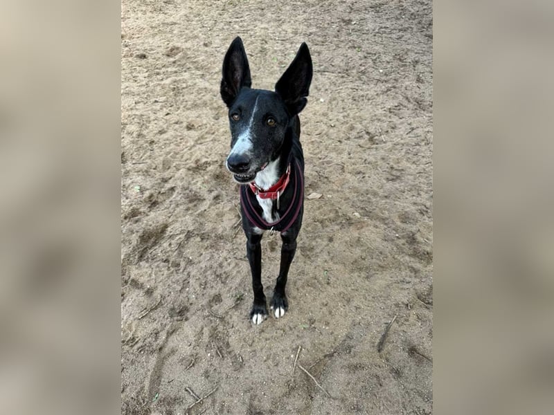 Jimbo – Traumhund wartet in 50825 Köln, ab 27.5. 79585 Steinen