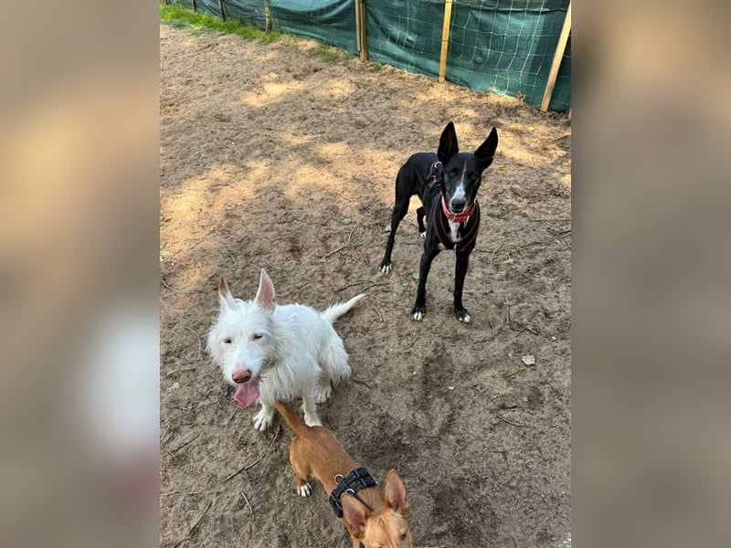 Jimbo – Traumhund wartet in 50825 Köln, ab 27.5. 79585 Steinen