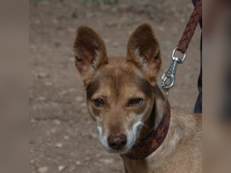 LUA-bezaubendes, treues, außergewöhnlich freundliches Mädchen, hat durch Tot seine Fam. verloren LUA-bezaubendes, treues, außergewöhnlich freundliches Mädchen, hat durch Tot seine Fam. verloren