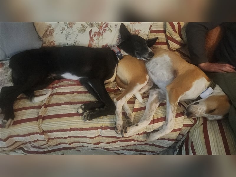 Jimbo – Traumhund wartet in 50825 Köln, ab 27.5. 79585 Steinen