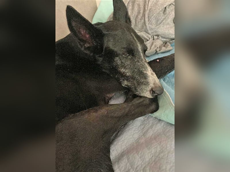 Jimbo – Traumhund wartet in 50825 Köln, ab 27.5. 79585 Steinen