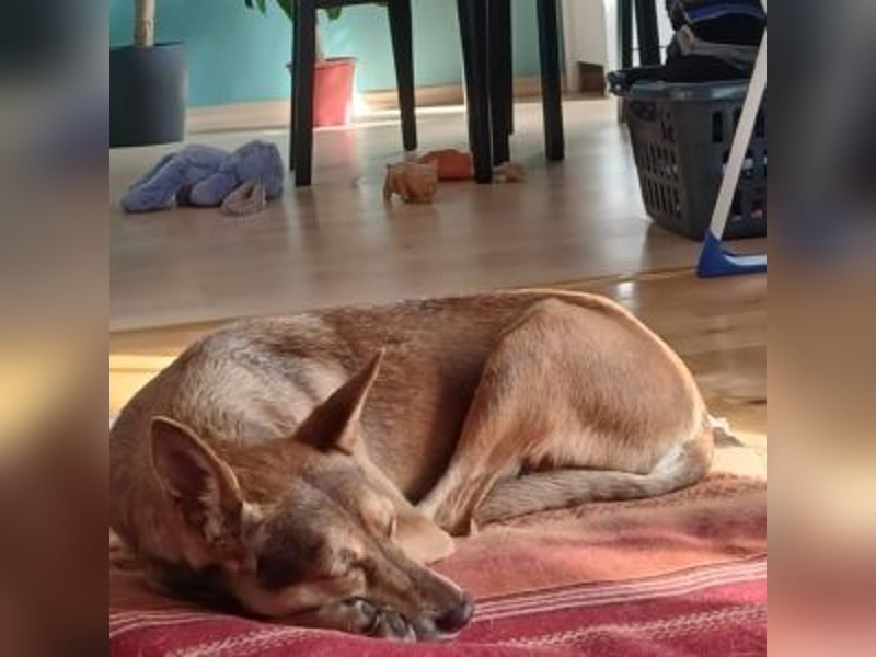 LUA-bezaubendes, treues, außergewöhnlich freundliches Mädchen, hat durch Tot seine Fam. verloren LUA-bezaubendes, treues, außergewöhnlich freundliches Mädchen, hat durch Tot seine Fam. verloren