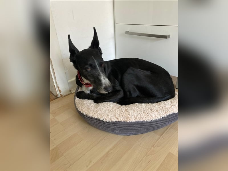 Jimbo – Traumhund wartet in 50825 Köln, ab 27.5. 79585 Steinen