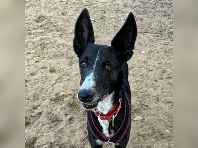 Jimbo – Traumhund wartet in 50825 Köln, ab 27.5. 79585 Steinen