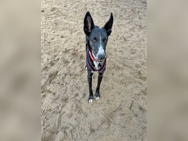 Jimbo – Traumhund wartet in 50825 Köln, ab 27.5. 79585 Steinen