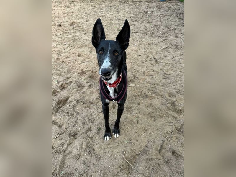 Jimbo – Traumhund wartet in 50825 Köln, ab 27.5. 79585 Steinen