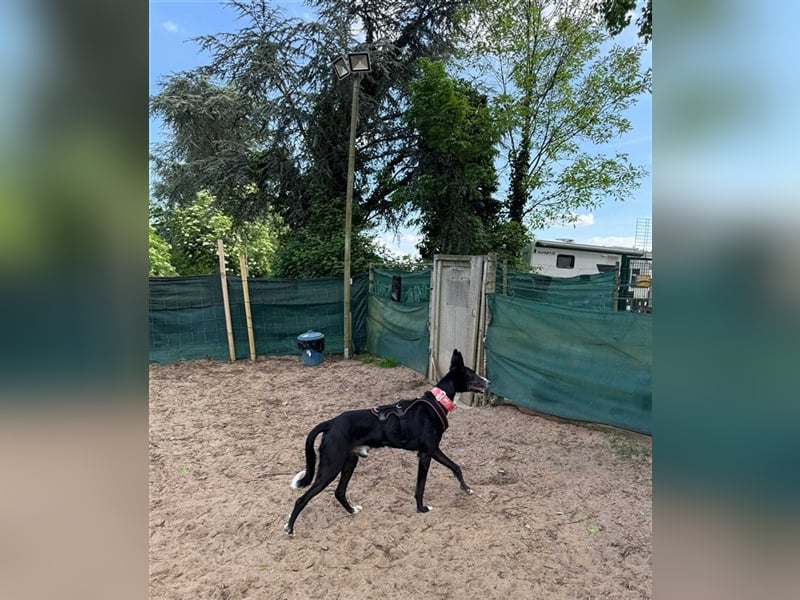 Jimbo – Traumhund wartet in 50825 Köln, ab 27.5. 79585 Steinen