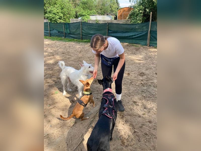 Jimbo – Traumhund wartet in 50825 Köln, ab 27.5. 79585 Steinen