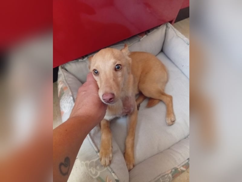 Fito